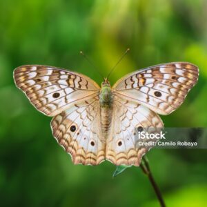 Butterflies Online Exhibition Example 3